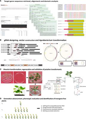 Targeted genome editing in polyploids: lessons from Brassica